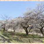 春の高尾山へ！