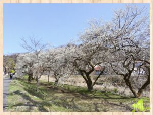 春の高尾山へ！