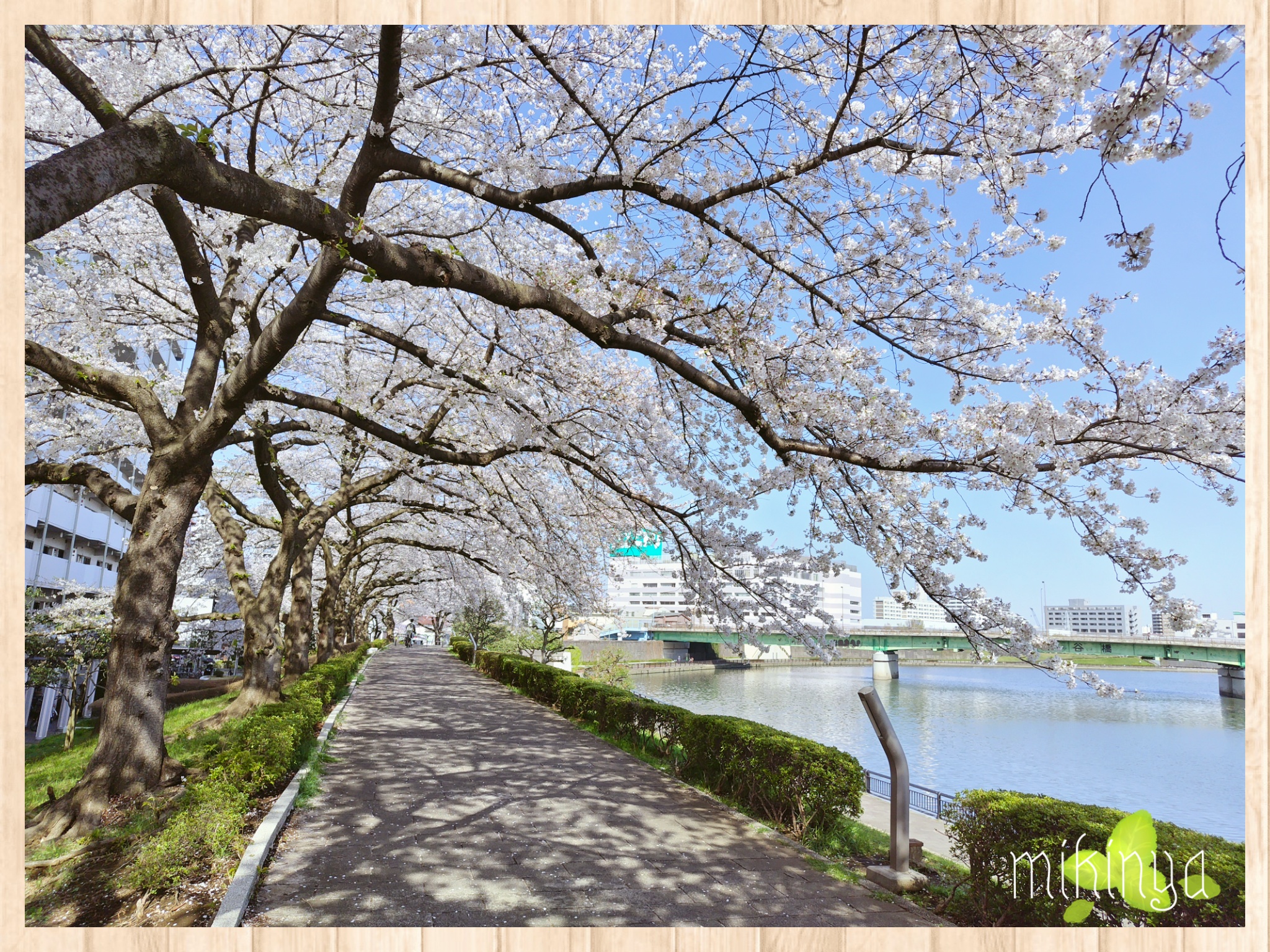 お花見散歩