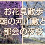お花見散歩✩朝の河川敷と都会の夜桜