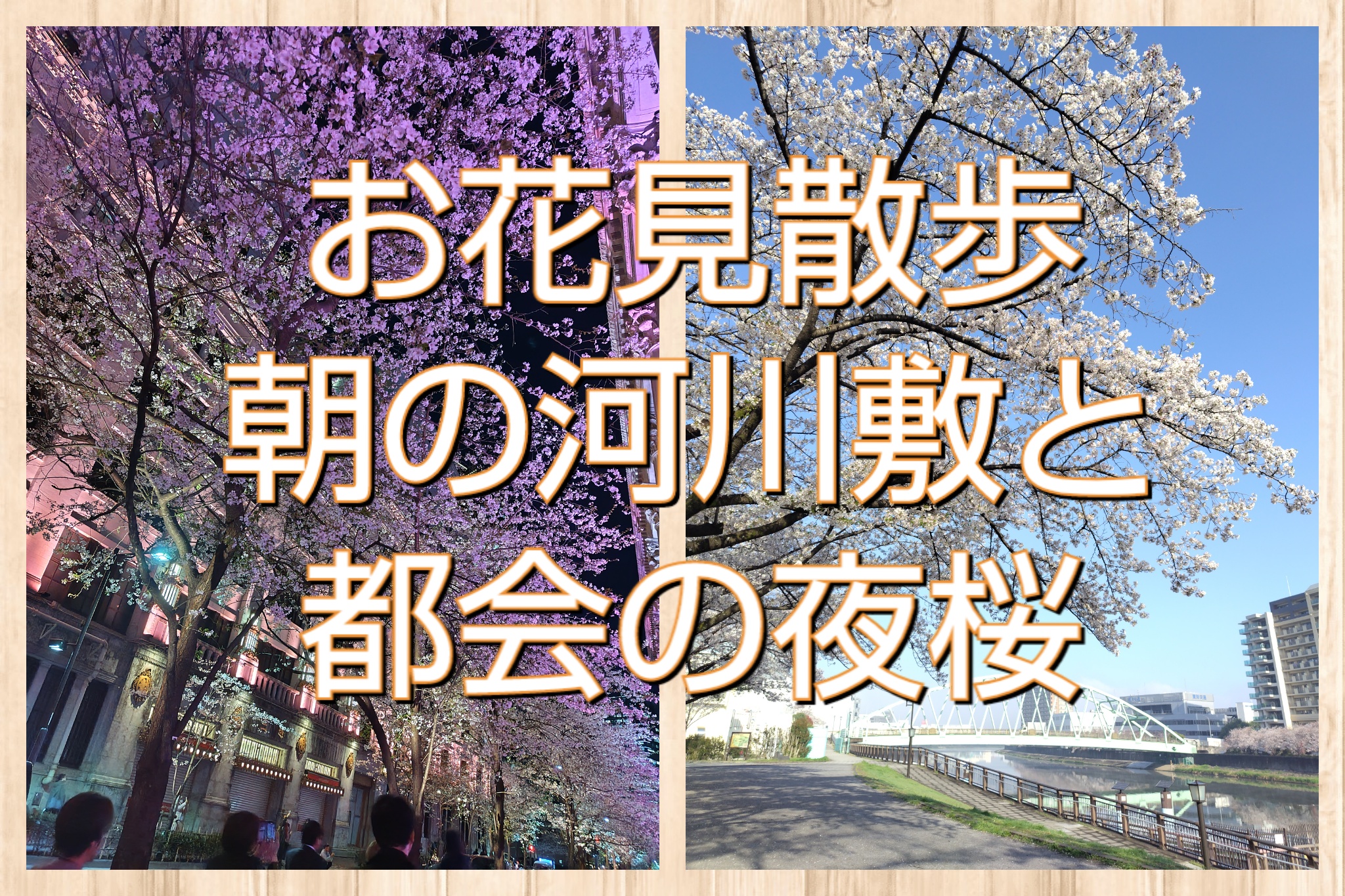 お花見散歩✩朝の河川敷と都会の夜桜