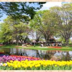 桜とチューリップ