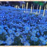 ネモフィラライトアップが始まっています