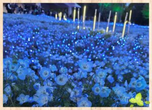 ネモフィラライトアップが始まっています