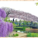 春のフラワー旅！あしかがフラワーパークその１