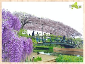 春のフラワー旅！あしかがフラワーパークその１