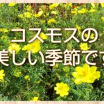 コスモスの美しい季節です