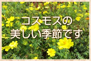 コスモスの美しい季節です