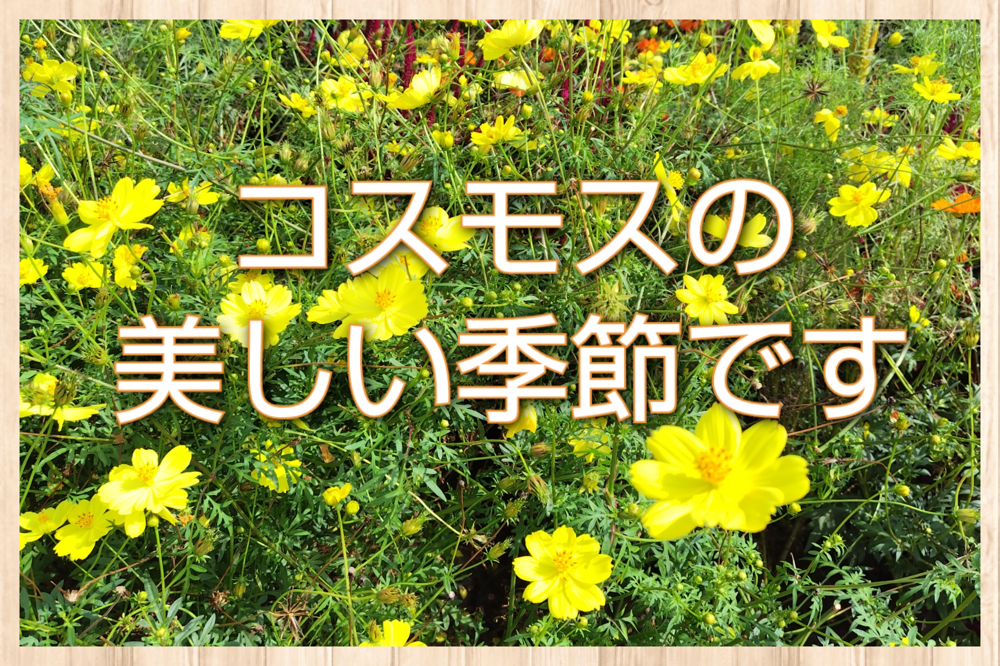 コスモスの美しい季節です