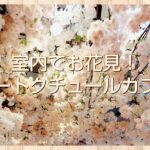 室内でお花見！オートクチュールカフェに行ってきました！