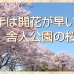 今年は開花が早い？！舎人公園の桜