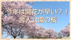 今年は開花が早い？！舎人公園の桜