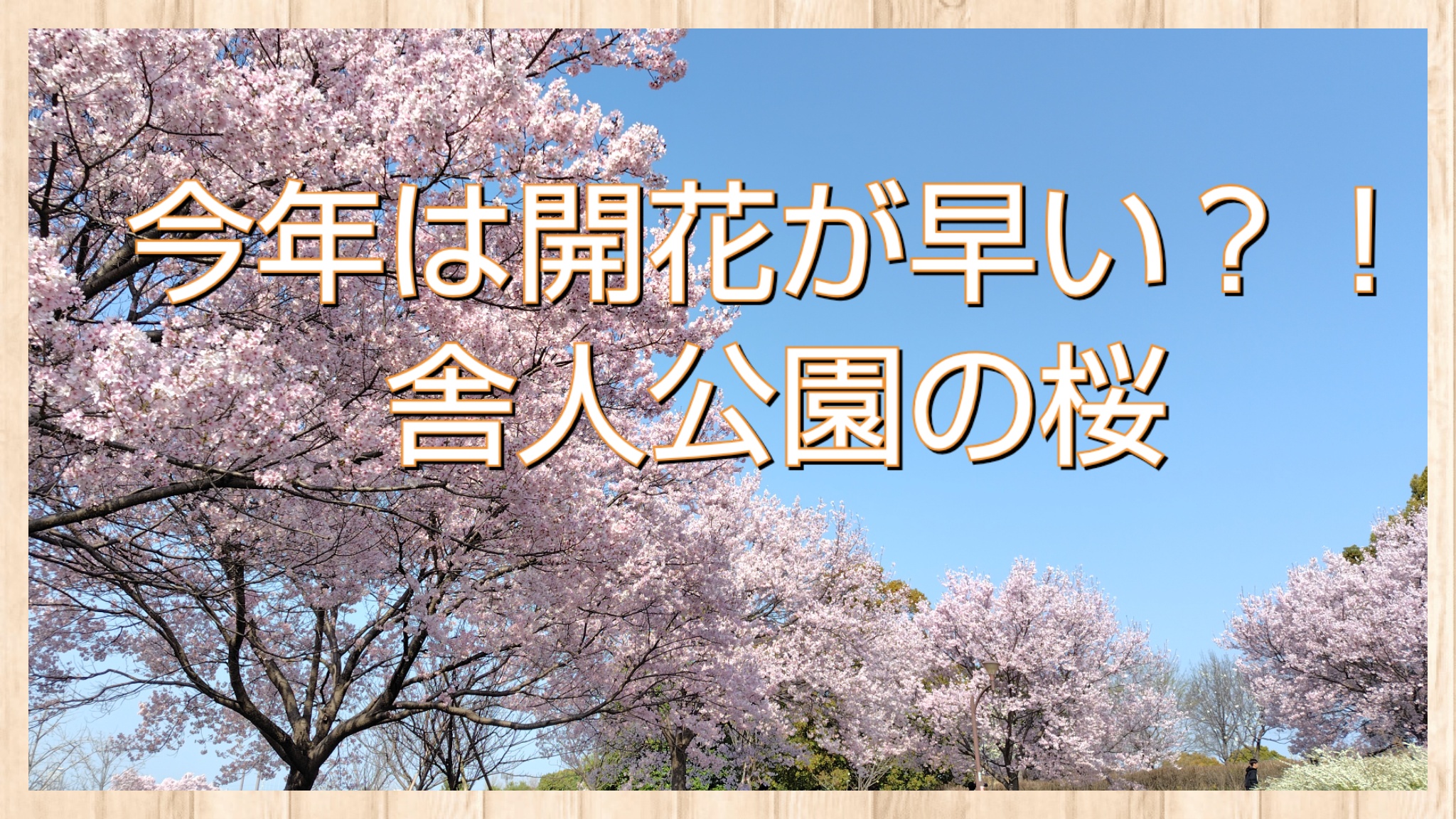 今年は開花が早い?!舎人公園の桜