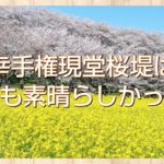 幸手権現堂桜堤の桜は今年も美しかった！